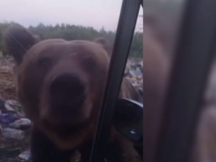 Маленький поселок в Бурятии может стать «медвежьим углом» в прямом смысле из-за мусорной «революции»