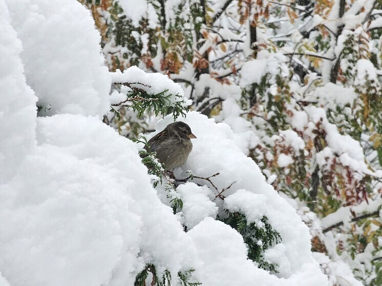 Пятеро заблудившихся в лесах под Новосибирском спасены спасателями и волонтерами