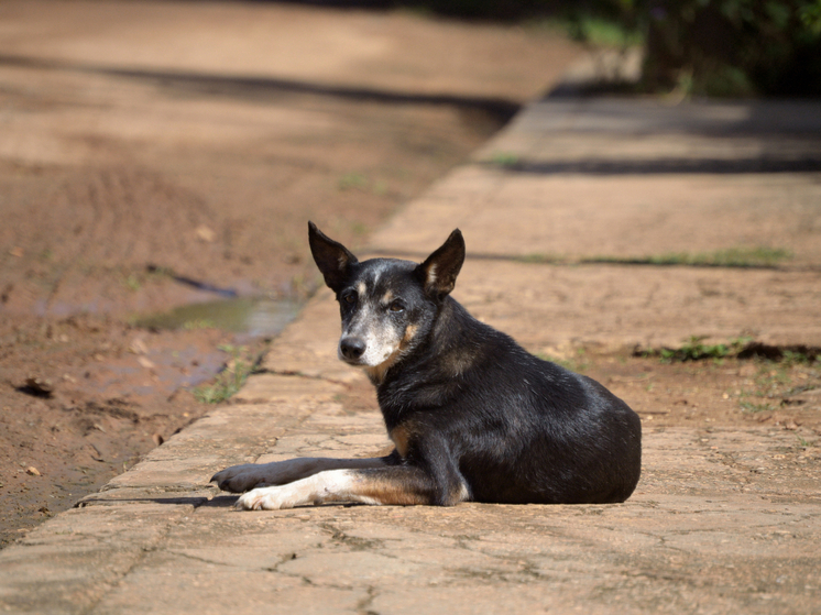 Дизайнер Артемий Лебедев потребовал убрать бродячих собак с улиц после гибели ребенка в Красноярске