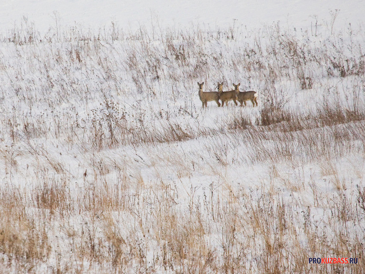 Кузбасский охотовед опроверг факт отравления косуль дорожными реагентами