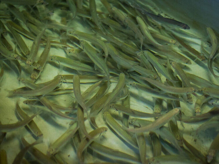 Биомасса омуля в Байкале выросла до 11 тысяч тонн