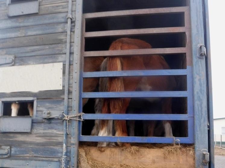 Алтайские таможенники пресекли вывоз 73 голов крупного скота в Казахстан