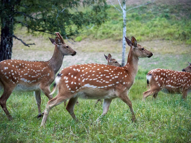 Троих жителей Сузунского района подозревают в незаконной охоте на косуль