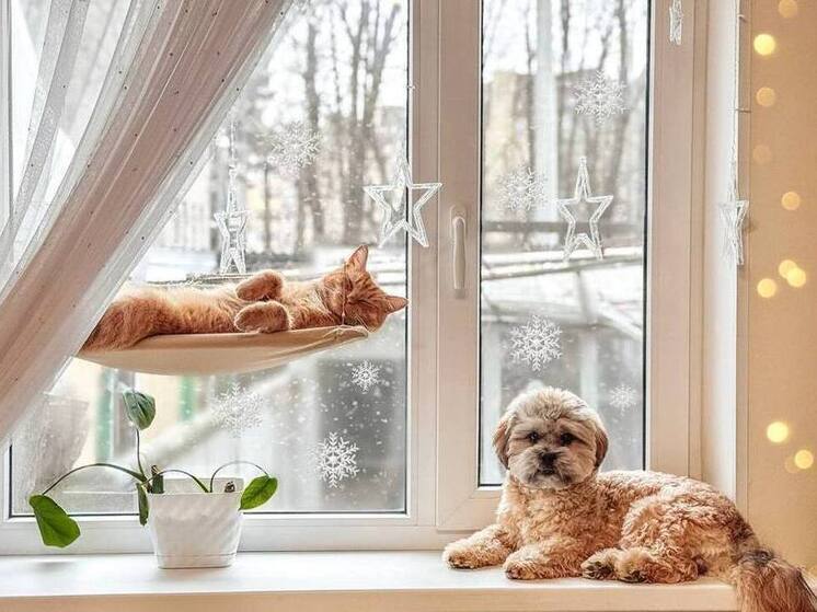 В Предгорном округе открылся первый груминг-салон благодаря социальному контракту