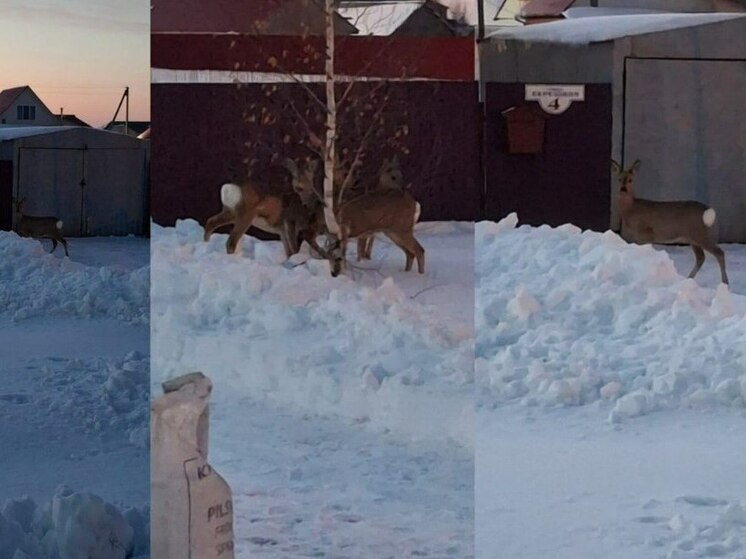 Стадо косуль прошло через село в Новосибирской области