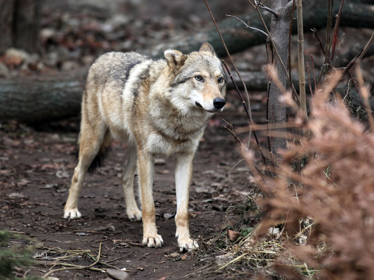 Житель Иркутской области застрелил дровосека в лесу, приняв его за волка