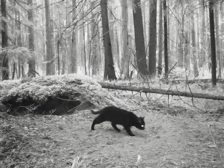 Брошенный котейка попытался найти приют у петербургских барсуков