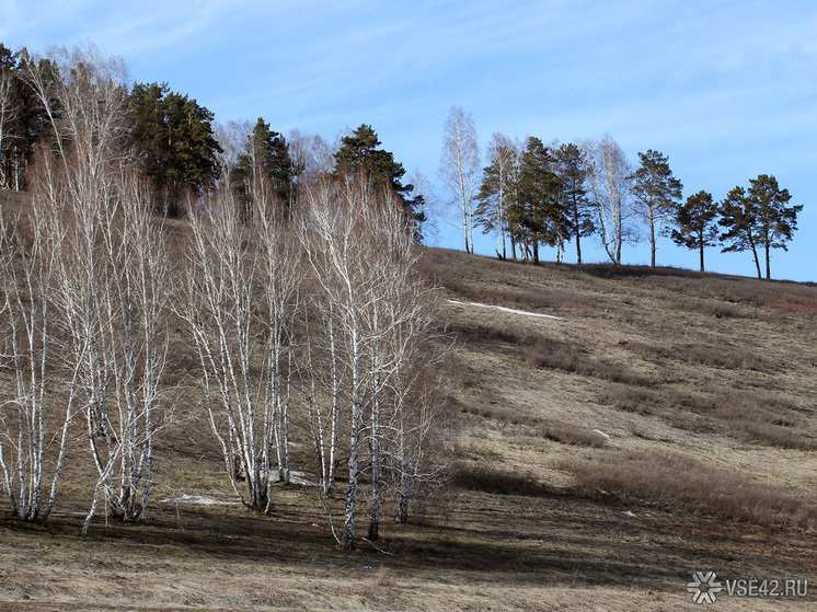 В Кузбассе будут судить мужчину, совершившего незаконную вырубку лесных насаждений