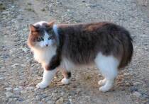 Крупнейшая благотворительная организация Великобритании по защите животных RSPCA заявила, что в стране наблюдается “эпидемия” брошенных собак, кошек и других домашних питомцев, поскольку владельцы изо всех сил пытаются справиться с кризисом прожиточного минимума