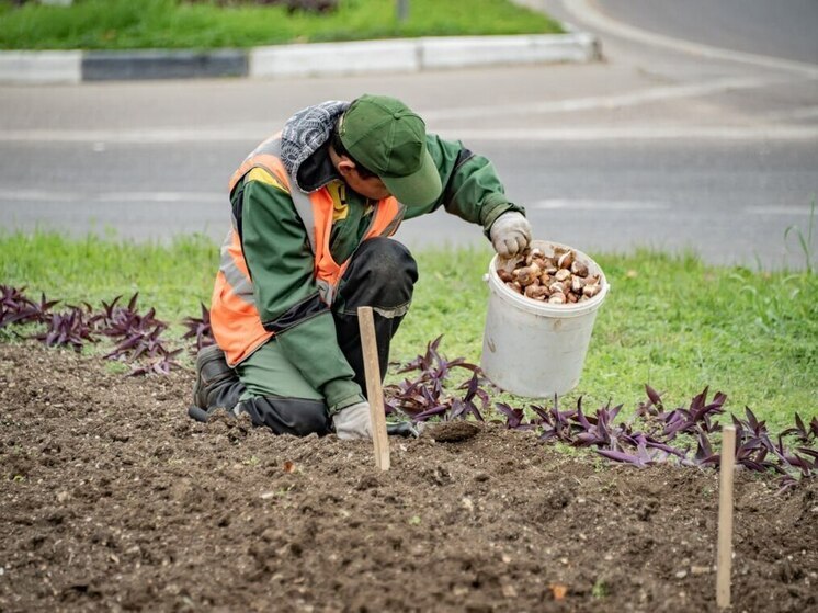 В Севастополе высадили 120 тысяч луковиц весенних цветов