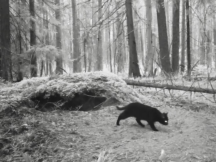 В Ленобласти у барсучьей норы заметили кота