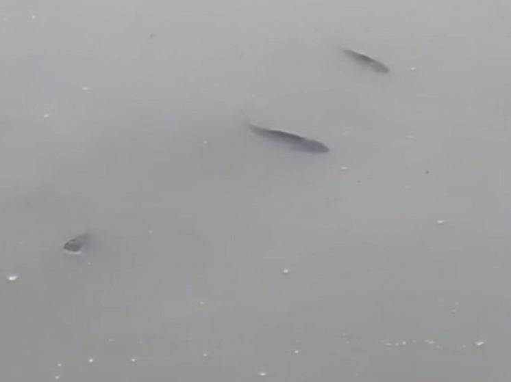 В сельском пруду Калмыкии выпустили мальков