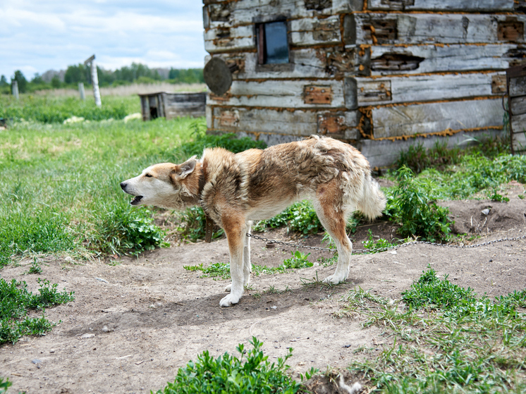 В трёх районах Новосибирской области ввели карантин по бешенству до середины января 2026 года