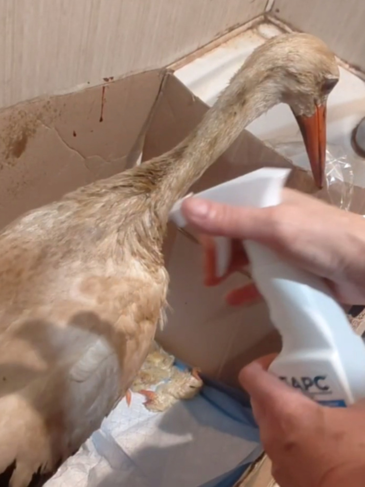 В калужский «Феникс» привезли печального аиста