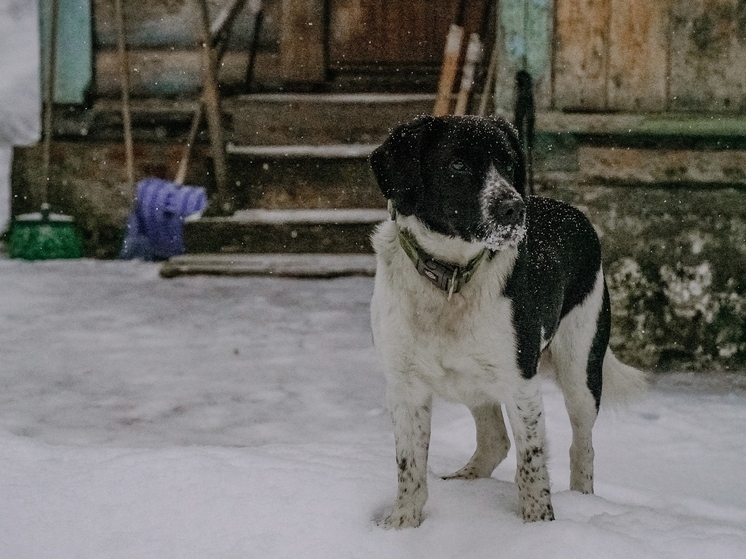 Суд обязал хозяйку собаки выплатить 60 тыс за нападение на ребёнка под Тулой