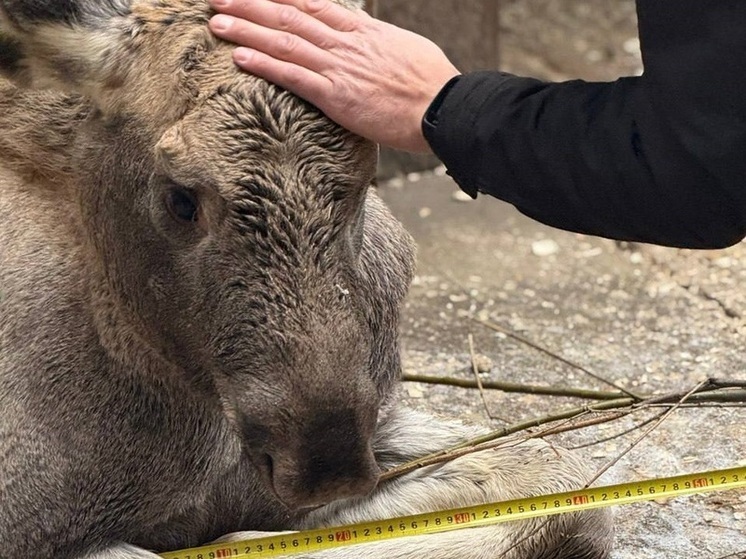 Лосенка без ноги приютили в национальном парке «Зюраткуль»
