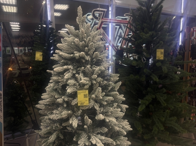 Ростовчане сообщают о предновогодней торговле елками в ноябре