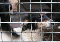 Выяснились новые подробности случая бешенства в московском районе Щукино