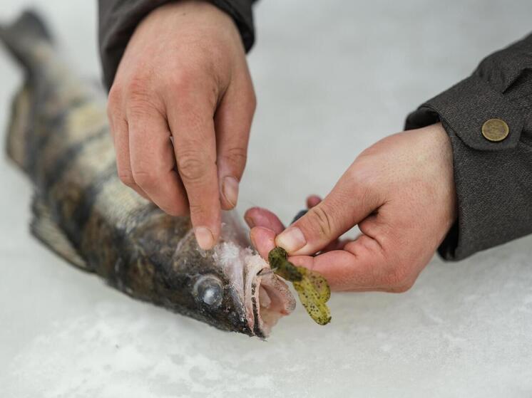 Российские рыбаки нарастили вылов в Азово-Черноморском бассейне на 36%