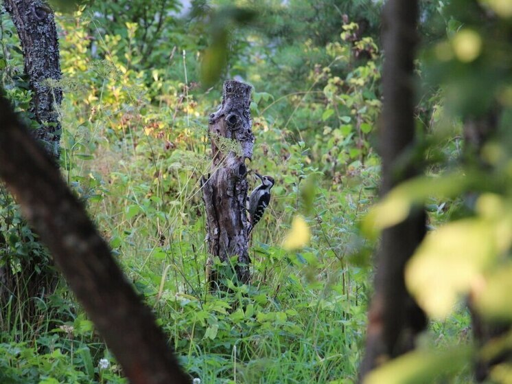 Редкий гость посетил один из парков в Петербурге