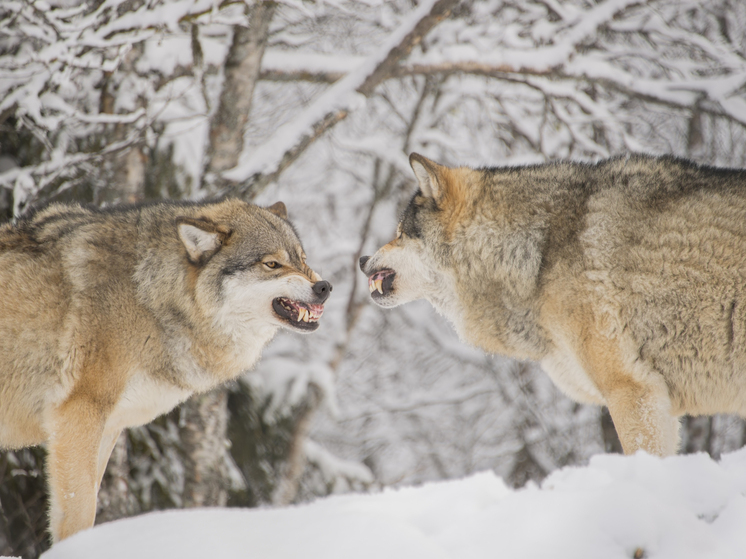 Волки «кошмарят» жителей Архангельской области