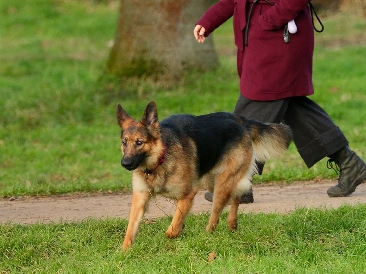 Юрист Трофимова: за выгул крупной собаки без поводка грозит штраф до 30 тыс. рублей