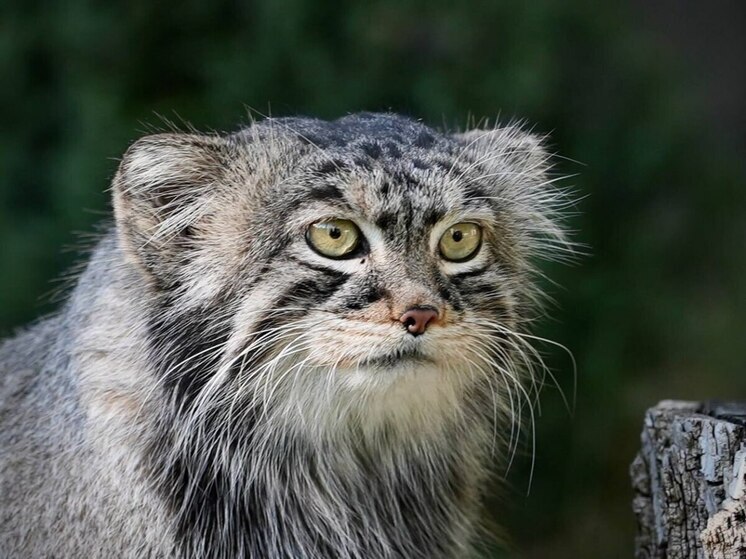 В Бурятии заботятся о диких манулах почти по-домашнему