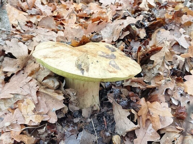 Гигантский гриб найден в заказнике "Кондрашевский" в ЛНР