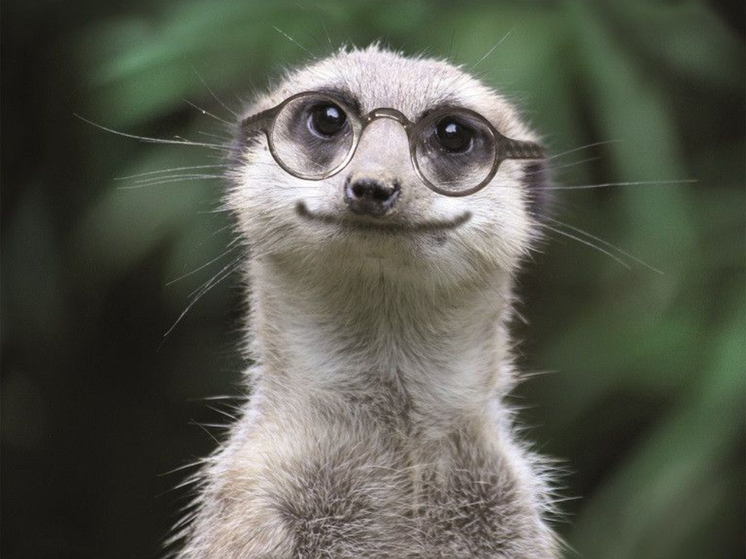 В карельском зоопарке новое пушистое начальство