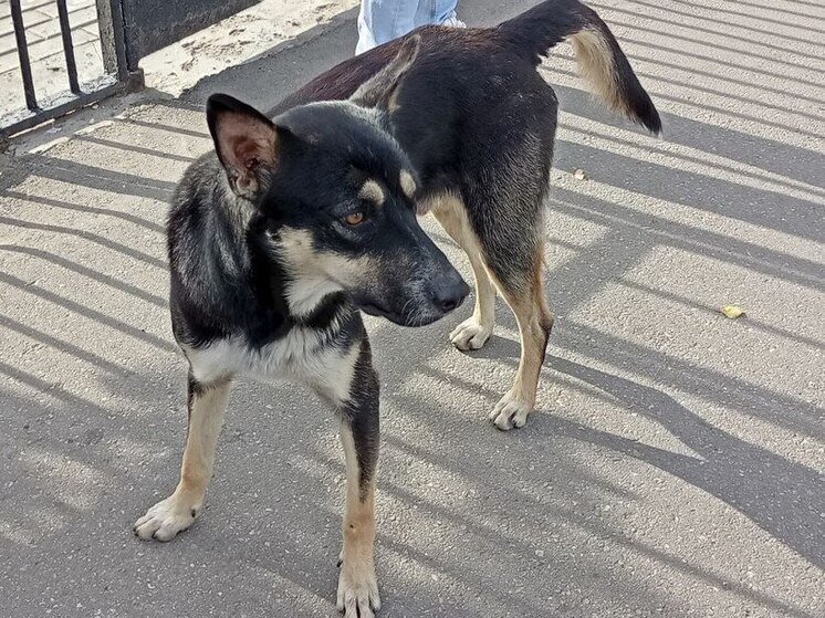 44 уличные собаки усыпили в Саратовской области