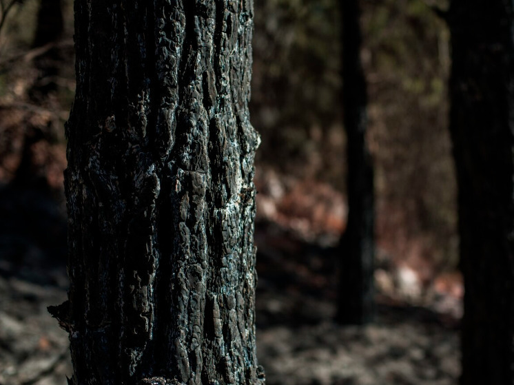 Брянца поймали на вырубке леса: фонд лишился девяти деревьев