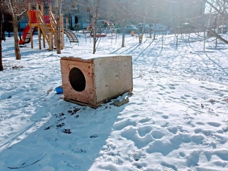 Запрещённый приют в Саратове продолжает работу спустя два года после решения суда