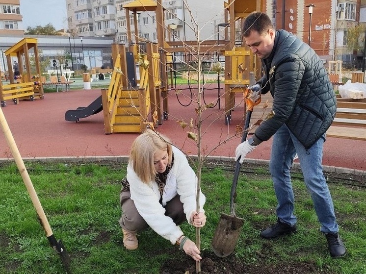 В сквере Российский и вдоль улицы Парижской в Краснодаре высадили более 40 платанов