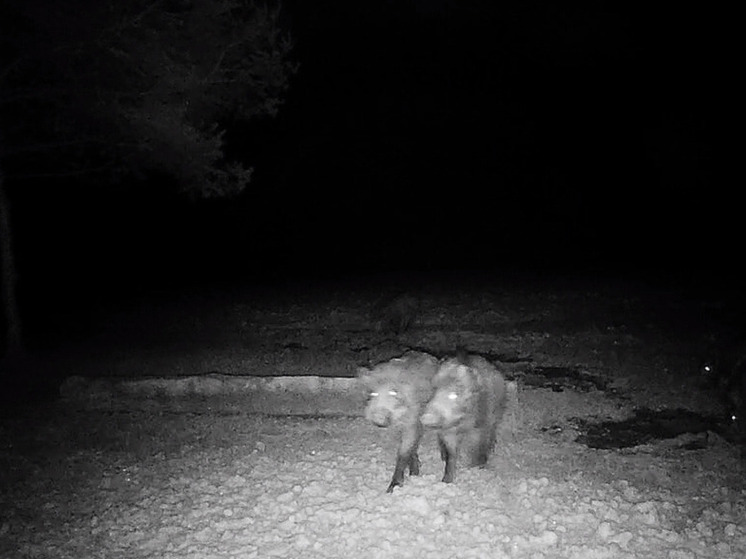 В лесах Ленобласти начался период гона у кабанов