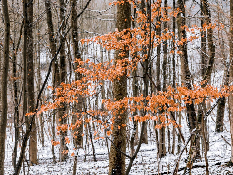 В Брянском лесу выросла численность глухаря