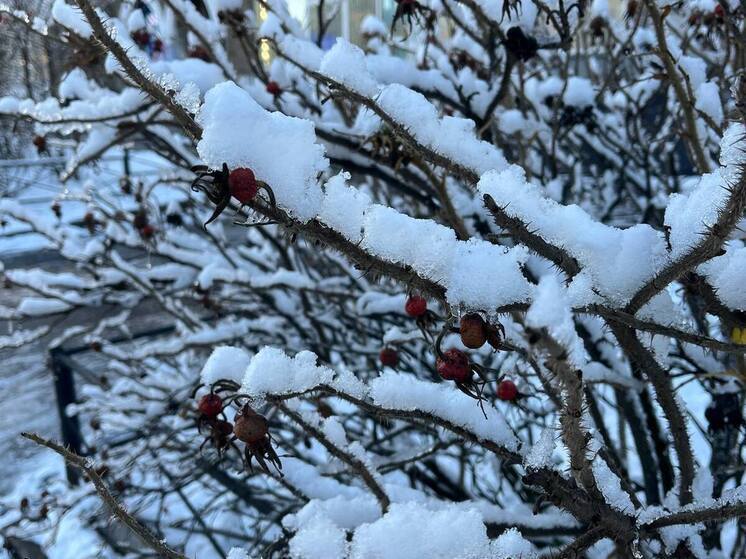 В МЧС Петербурга предупредили о налипании мокрого снега 21 ноября