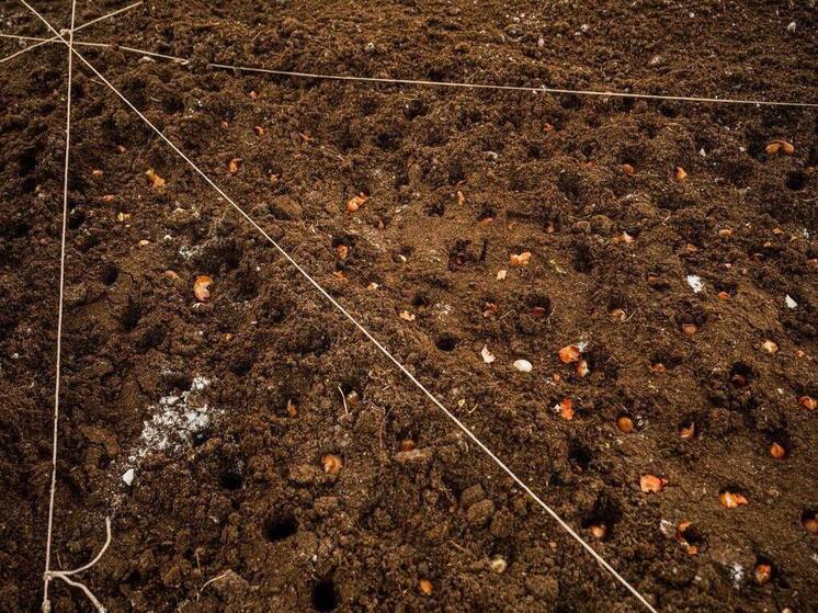 В Мурманске начали сажать тюльпаны на будущую весну
