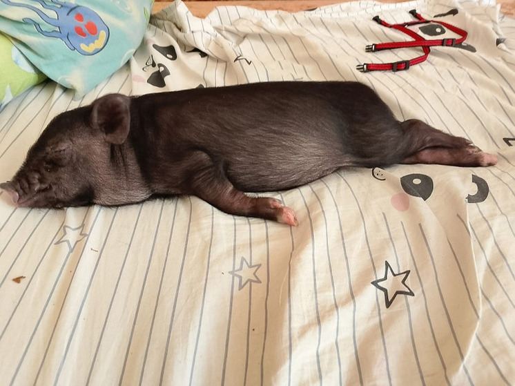 Чепчанин поселил в своей квартире вьетнамскую вислобрюхую свинью