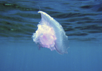 Счастливчики, которым хватило средств на недешевые туры к теплым морям Юго-Восточной Азии, где российской зимой самый высокий сезон, теперь в шоке: на популярном у россиян малайзийском курортном острове Лангави от укуса медузы умер двухлетний ребенок из Хабаровска