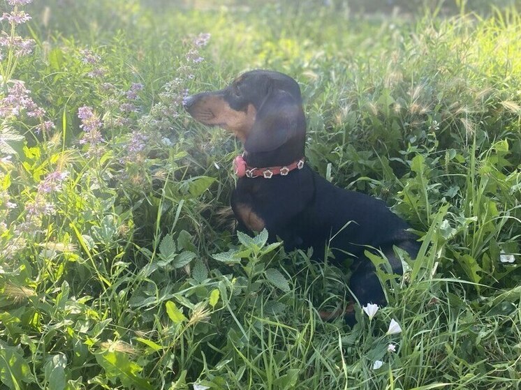 Кинолог объяснила популярность маленьких собак у крымчан