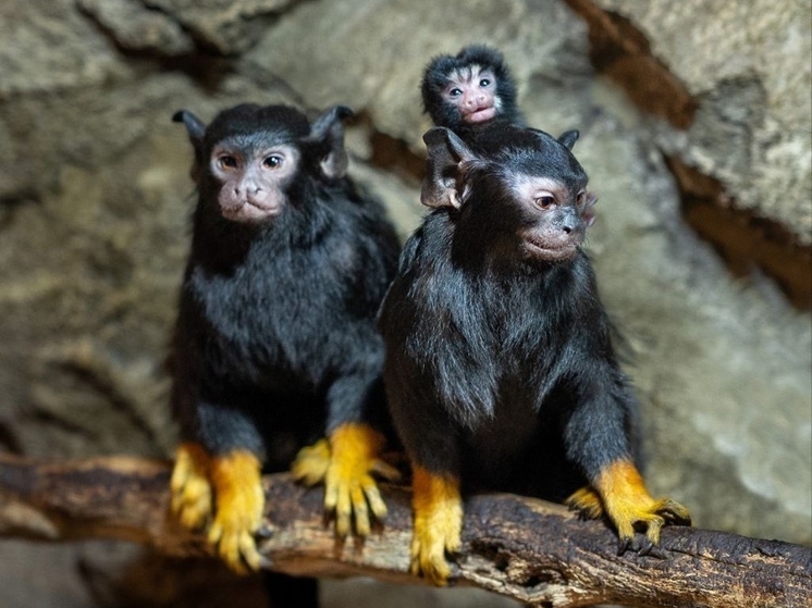 Детёныши красноруких тамаринов появились в парке «Лога» в Ростовской области