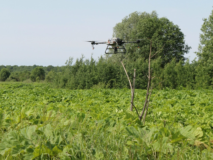 Бороться с борщевиком Сосновского в Новгородской области отправят беспилотники