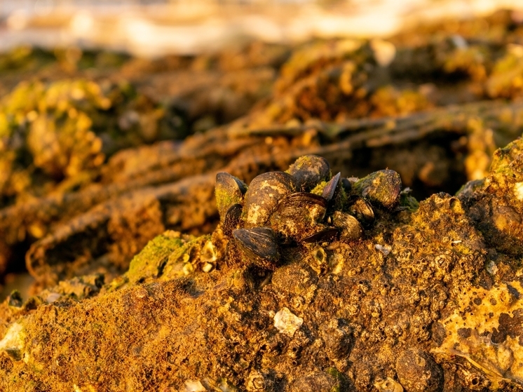 Магаданская область нарастила добычу золота за 10 месяцев 2025 года