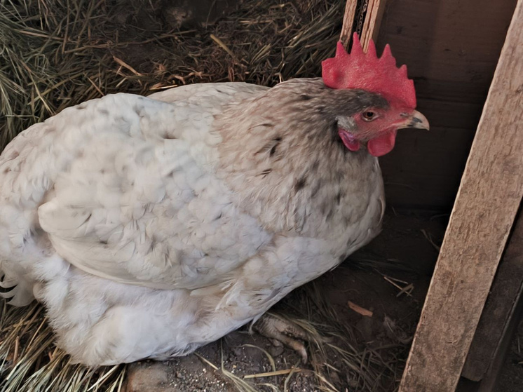 Владельца собак обязали выплатить 320 тысяч за загубленную птицу в Туле