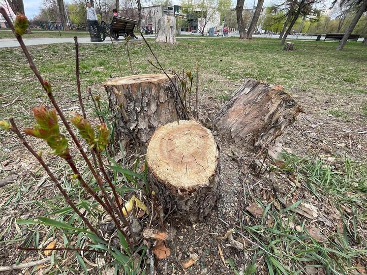 Ярославцев опять обеспокоило уничтожение деревьев