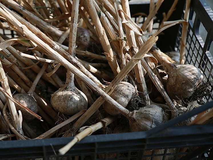 BR: ухудшение памяти и когнитивных функций замедляет экстракт зрелого чеснока