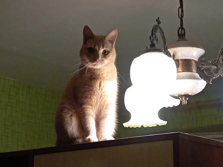 Ветеринар Шеляков: риск заболеть шизофренией из-за кошки крайне невелик