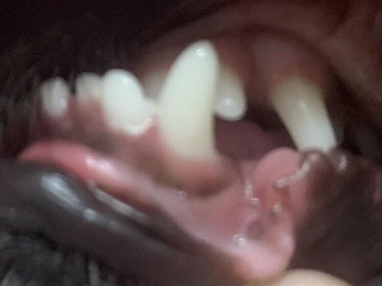 В Воронеже бездомная собака напала на девочку