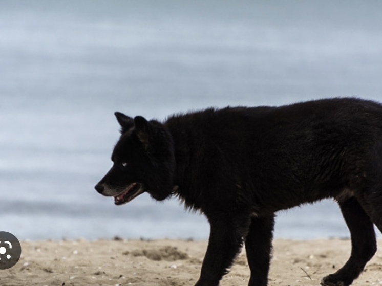 В Астрахани стерилизовать животных стало дорого