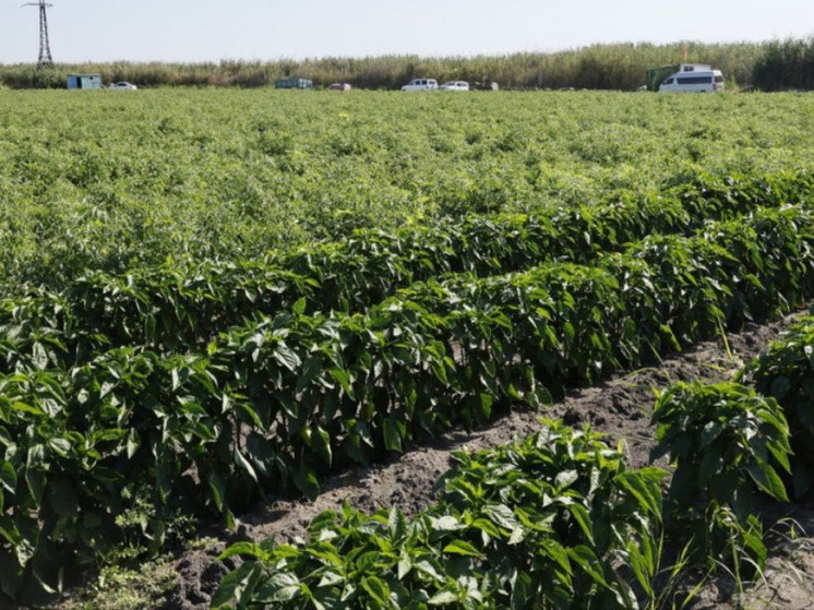 Астраханское фермерское хозяйство собрало урожай имбиря
